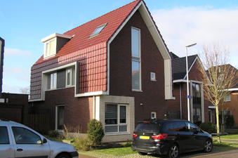 Duinroos / Zevenster